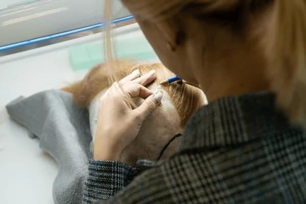 Explore where do ear wigs come from - surprising origins, common myths and simple prevention tips